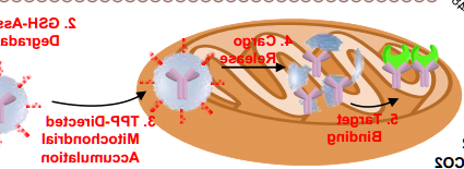 mPEG-PLL-PLGA，mPEG-Polylysine-PLGA，甲氧基聚乙二醇-聚赖氨酸-聚（D，L-丙交酯-co-乙交酯）共聚物