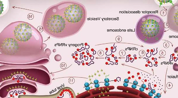 Human serum albumin, HSA, FITC labeled，FITC标记人血清白蛋白