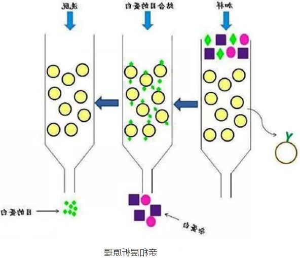 分离纯化单克隆抗体
