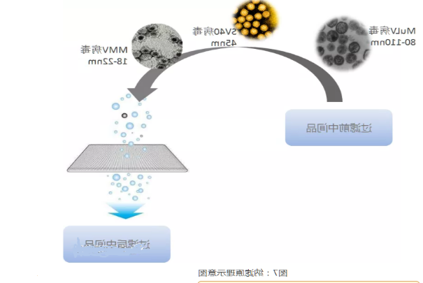 分离纯化单克隆抗体