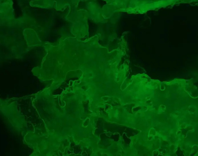 FITC-Chitosan FITC-Chitosan