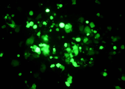 FITC-Chitosan FITC-Chitosan