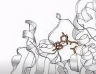 Ricin Toxin Ricin Toxin