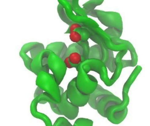 lysozyme lysozyme