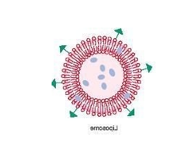 liposome liposome