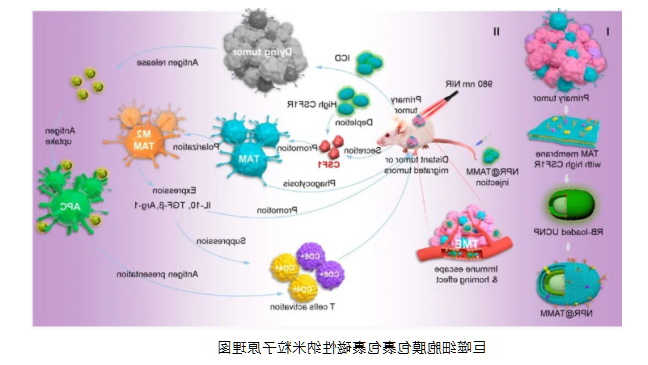 巨噬细胞细胞膜包裹磁性纳米粒子 巨噬细胞细胞膜包裹磁性纳米粒子