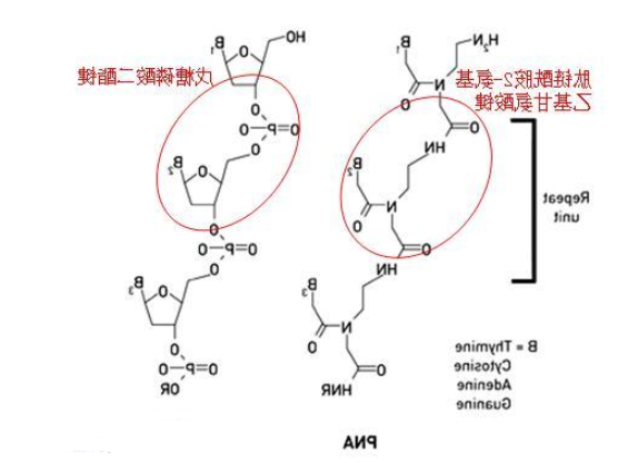 罗丹明B标记肽核酸PNA