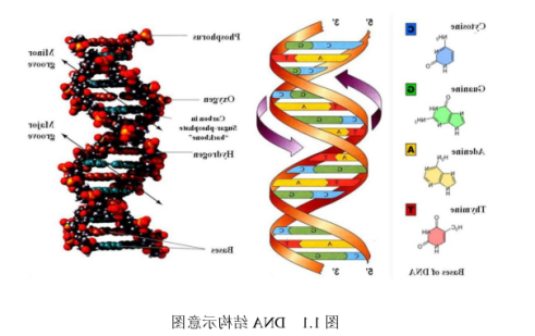 DNA修饰金属有机框架物薄膜