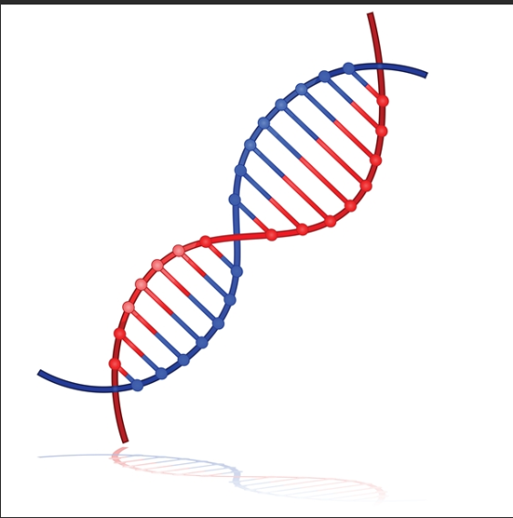 异硫氰酸荧光素标记DNA
