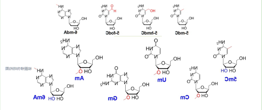 吲哚菁绿ICG标记RNA 吲哚菁绿ICG标记RNA