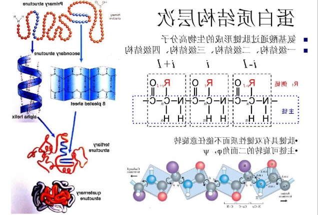 雷公藤红素(CLT)与紫杉醇(PTX)共载的长循环白蛋白纳米粒(CP-AN)