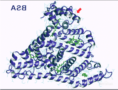 galactose-PEG-BSA