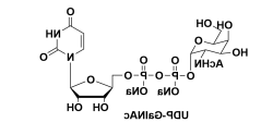 UDP-ALPHA-D-N-ACETYLGALACTOSAMINE