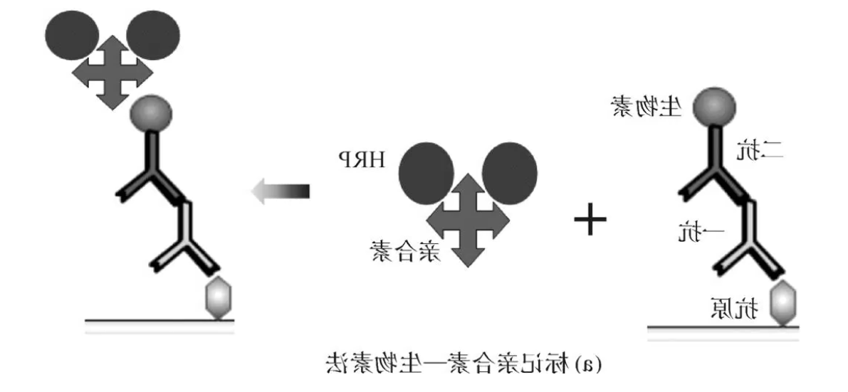 生物素-亲和素(biotin-avidin) 生物素-亲和素(biotin-avidin)