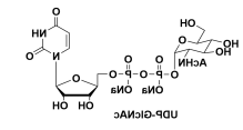 UDP-GlcNAc 尿苷二磷酸-N-乙酰基葡萄糖胺，UDPAG，UDP-N-乙酰葡糖胺