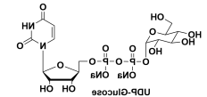 尿苷5'-(三氢二磷酸酯)P'-BETA-D-吡喃葡萄糖基酯钠盐,UDP-ALPHA-D-GLUCOSE, DISODIUM SALT 尿苷5'-(三氢二磷酸酯)P'-BETA-D-吡喃葡萄糖基酯钠盐,UDP-ALPHA-D-GLUCOSE, DISODIUM SALT