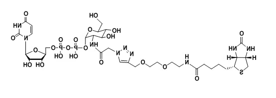 UDP-2-Biotinyl-GlcNAc,生物素标记乙酰氨基葡糖 UDP-2-Biotinyl-GlcNAc,生物素标记乙酰氨基葡糖
