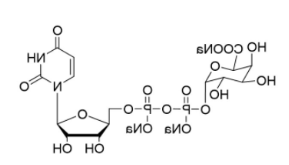 尿苷二磷酸修饰半乳糖醛酸三钠盐,UDP-a-D-galacturonidetrisodiemsalt 尿苷二磷酸修饰半乳糖醛酸三钠盐,UDP-a-D-galacturonidetrisodiemsalt