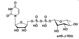 UDP-鼠李糖，UDP-beta-L-rhamnose，UDP-β-L-rhamnose，cas:1955-26-6