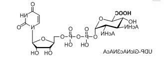 UDP-GlcNAc3NAcA，UDP-N-乙酰基葡萄糖胺(UDP-GlcNAc)，核苷酸标记N-乙酰基葡萄糖胺