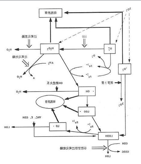 活性氧 活性氧