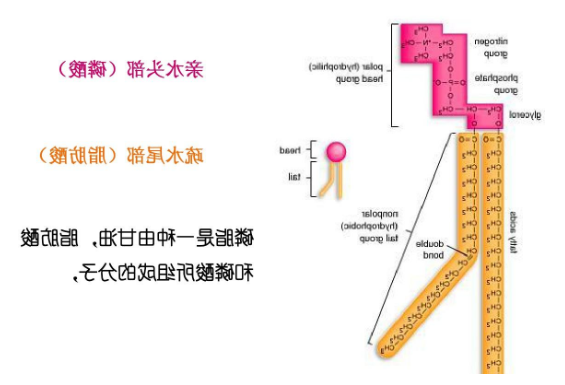 DSPC-TK-Biotin DSPC-TK-Biotin