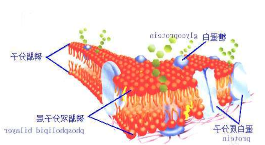二棕榈酰磷脂酰胆碱-聚乙二醇-炔基