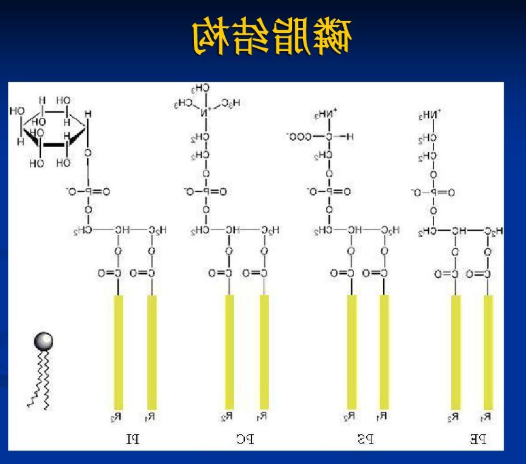 DPPC-PEG-OVA