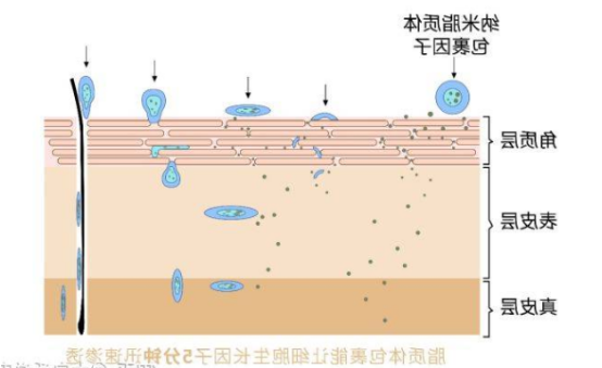脂质体表面修饰/DTPA/FITC