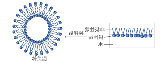脂质体包裹四氧化三铁Fe3O4&DOX阿霉素 脂质体包裹四氧化三铁Fe3O4&DOX阿霉素