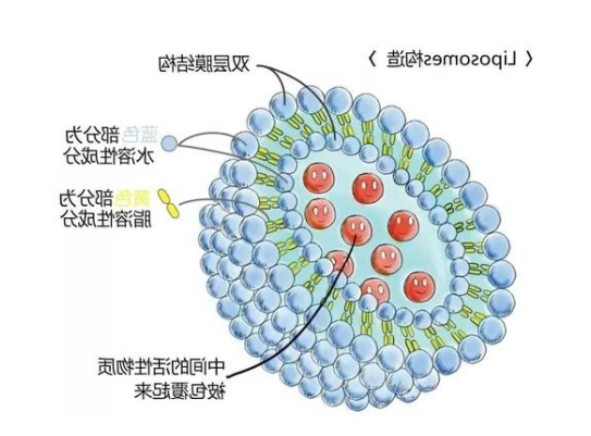 靶向长春新碱纳米脂质体