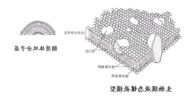 阿奇霉素脂质体