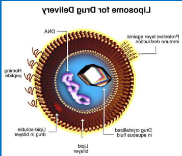 DOTAP:DOPC (50:50) Liposomes