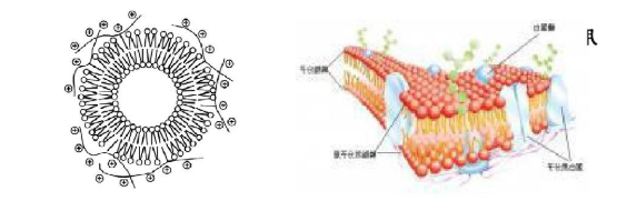 阴离子多糖修饰肉桂醛脂质体