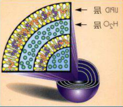 16:0 PC (DPPC) Liposomes