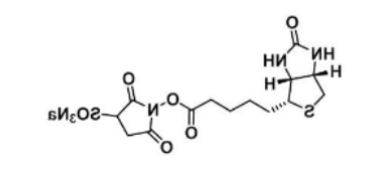 生物素-磺酸基琥珀酰亚胺酯 生物素-磺酸基琥珀酰亚胺酯