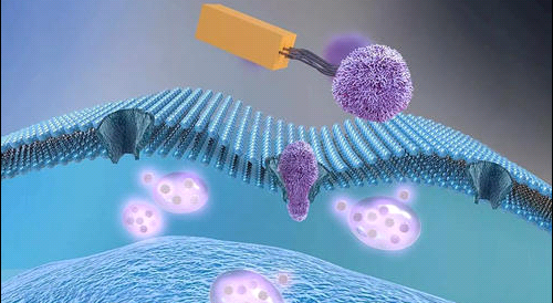 DSPE-PEG-COOH 