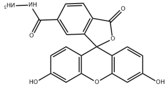 6-FAM Hydrazide 6-FAM Hydrazide