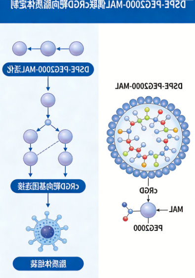DSPE-PEG2000-MAL 偶联 cRGD 靶向脂质体定制