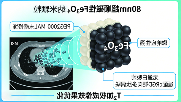 PEG-MAL Fe₃O₄纳米颗粒定制(MRI成像场景) PEG-MAL Fe₃O₄纳米颗粒定制(MRI成像场景)