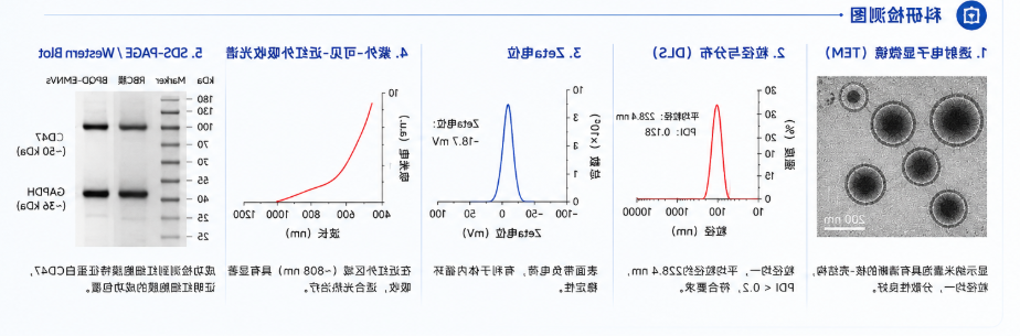 红细胞膜包覆BPQDs用于乳腺癌光热治疗