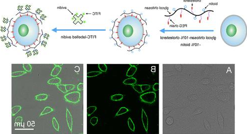 Chol-Biotin