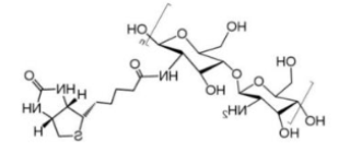 Chitosan-Biotin