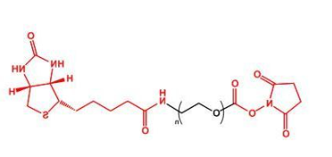 NHS-PEG-Biotin