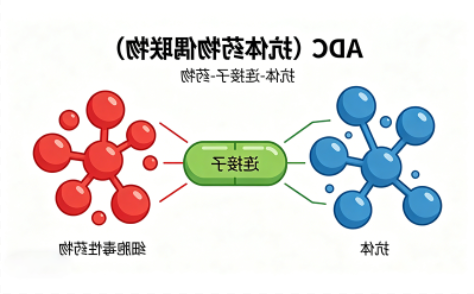 ADC偶联如何实现按需定制？球赛在线直播平台
生物