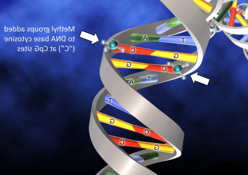 核酸(DNA、RNA)的功能化修饰技术(几百种定制产品)