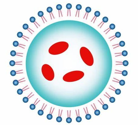 CPP-Doxorubicin：多柔比星修饰细胞穿膜肽定制合成技术-西安球赛在线直播平台
生物
