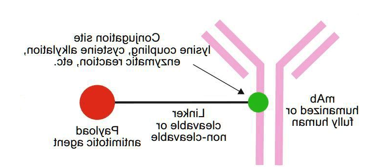 ​抗体药物偶联物（ADC）定制技术介绍-西安球赛在线直播平台
生物