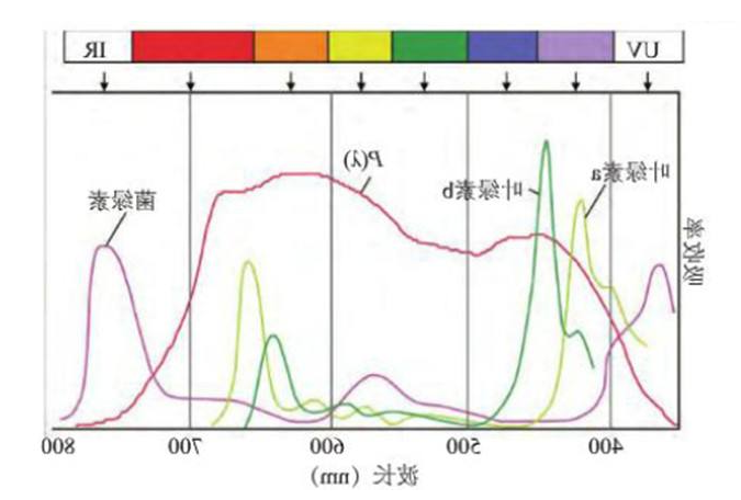 叶绿素家族(a、b、c、d)的偶联修饰定制技术