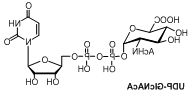 UDP-GlcNAcA UDP-GlcNAcA